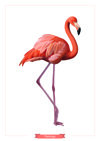Flamingo illüstrasyon-01